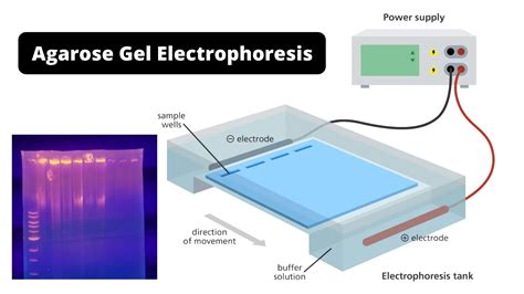 e gel electrophoresis|Gel Electrophoresis .